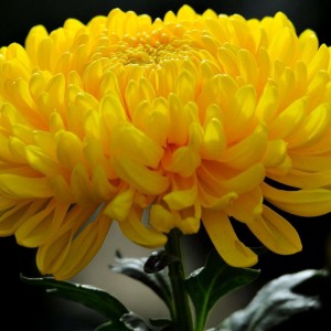 Саженец крупноцветковой хризантемы Мираж