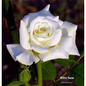 Саженец чайно-гибридной розы Белая лебедь