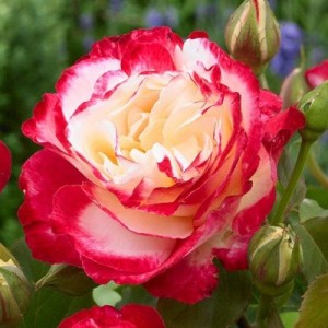 Саженец чайно-гибридной розы Дабл Делайт