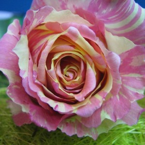 Саженец чайно-гибридной розы Фиеста