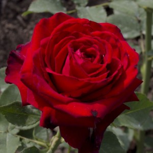 Саженец чайно-гибридной розы Лавли Ред