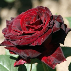 Саженец чайно-гибридной розы Перль Нуар