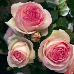 Саженец плетистой розы Пьер де Ронсар