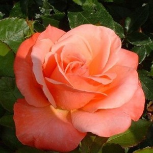 Саженец штамбовой розы Сильве Джюбилей