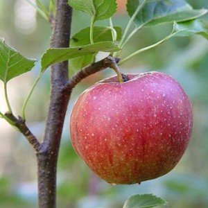 Саженец яблони Джонаголд