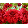 Саженец крупноцветковой хризантемы Дипломат (Diplomat) (Красная )