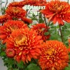 Комплект 5шт / Хризантема Аврора: фото и описание