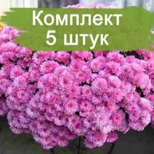 Саженцы хризантемы мультифлора Белго Лилак  (Belgo Lilac) (Сиреневая ) -  5 шт.