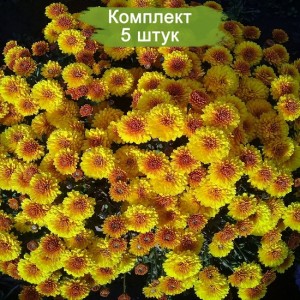 Саженцы хризантемы мультифлора Кинг Йеллоу (King Yellow) (Желтая ) -  5 шт.