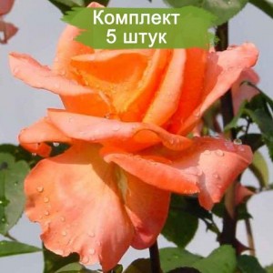 Саженцы чайно-гибридной розы Амбассадор (Ambassador) -  5 шт.