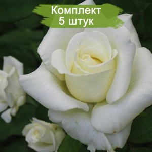 Саженцы чайно-гибридной розы Атена (Athena) -  5 шт.