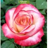 Саженцы чайно-гибридной розы Аттракта (Attracta) -  5 шт.