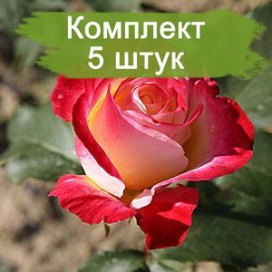 Саженцы чайно-гибридной розы Биколетте (Bicolette) -  5 шт.