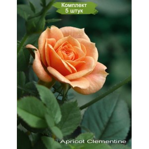 Комплект 5шт
 / Роза Clementinte (Клементина) (спрей)