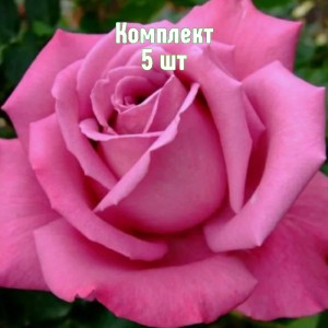 Комплект 5шт / Роза Гранд Гала (чайно-гибридная розовая)