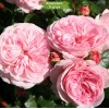 Саженцы розы флорибунды Мария Терезия (Mariatheresia) -  5 шт.