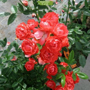 Саженцы чайно-гибридной розы Оранж Морсдаг (Orange Morsdag) -  5 шт.
