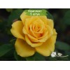 Саженцы чайно-гибридной розы Йеллоу Сан (Yellow Sun) -  5 шт.