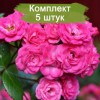 Саженцы штамбовой розы Динки (Dinky) -  5 шт.