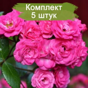 Комплект 5шт / Штамбовая Роза Динки