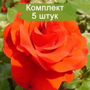 Комплект 5шт / Штамбовая Роза Ремембрэнс