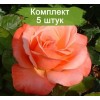 Саженцы штамбовой розы Сильве Джюбилей (Silver Jbuilee) -  5 шт.