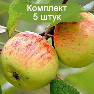 Саженцы яблони Коричное полосатое -  5 шт.