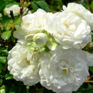 Роза Альба Мейяндекор (кустовая)