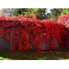 Саженец декоративного винограда (девичьего винограда) Красная стена