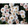 Саженец хризантемы мультифлора Яхо (Yahou) (Белая с розовой серединой )