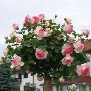 Комплект из 3-х штамбовых роз Эден Роуз (Eden Rosa)