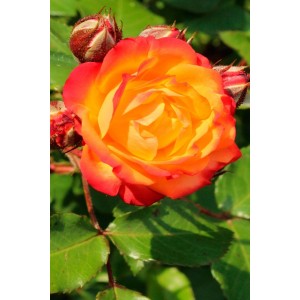 Комплект из 3-х штамбовых роз Румба (Rumba)