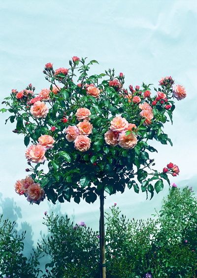 Комплект из 3-х штамбовых роз Априкола (Aprikola)