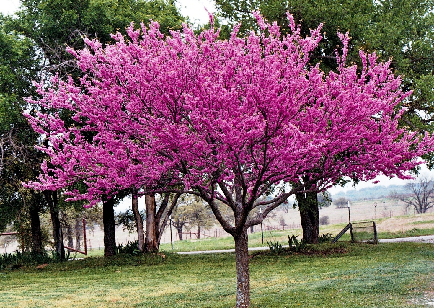 Розовое цветущее дерево название. Церцис Иудино дерево. Багряник Иудино дерево. Церцис Гриффита. Церцис (багряник Европейский, Иудино дерево).